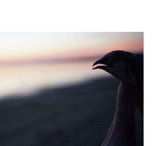 Hedendaags theater MY DEAD BIRD COMPAGNIE DIVINE TRIUMPH MURS ERIGNE