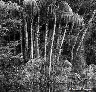 Exposition EXPOSITION SALGADO AMAZONIA PARIS